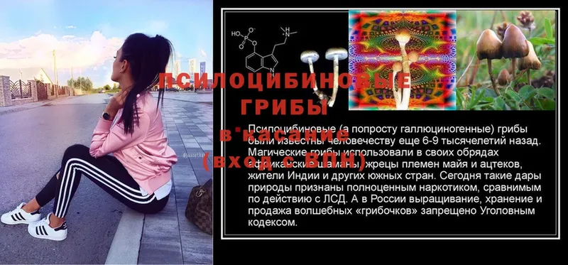 Псилоцибиновые грибы Magic Shrooms  Голицыно 